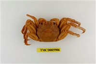 藏品(鱗形斜紋蟹)的圖片